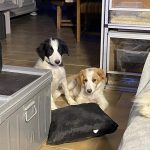 border collie calin