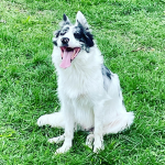 Rafale border collie
