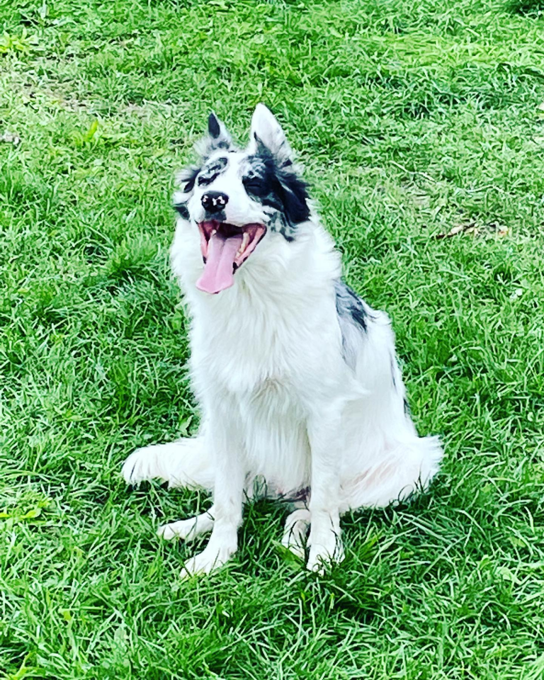 border collie sourie