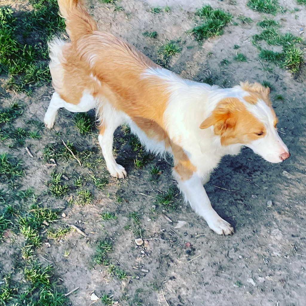 élevage border lorraine