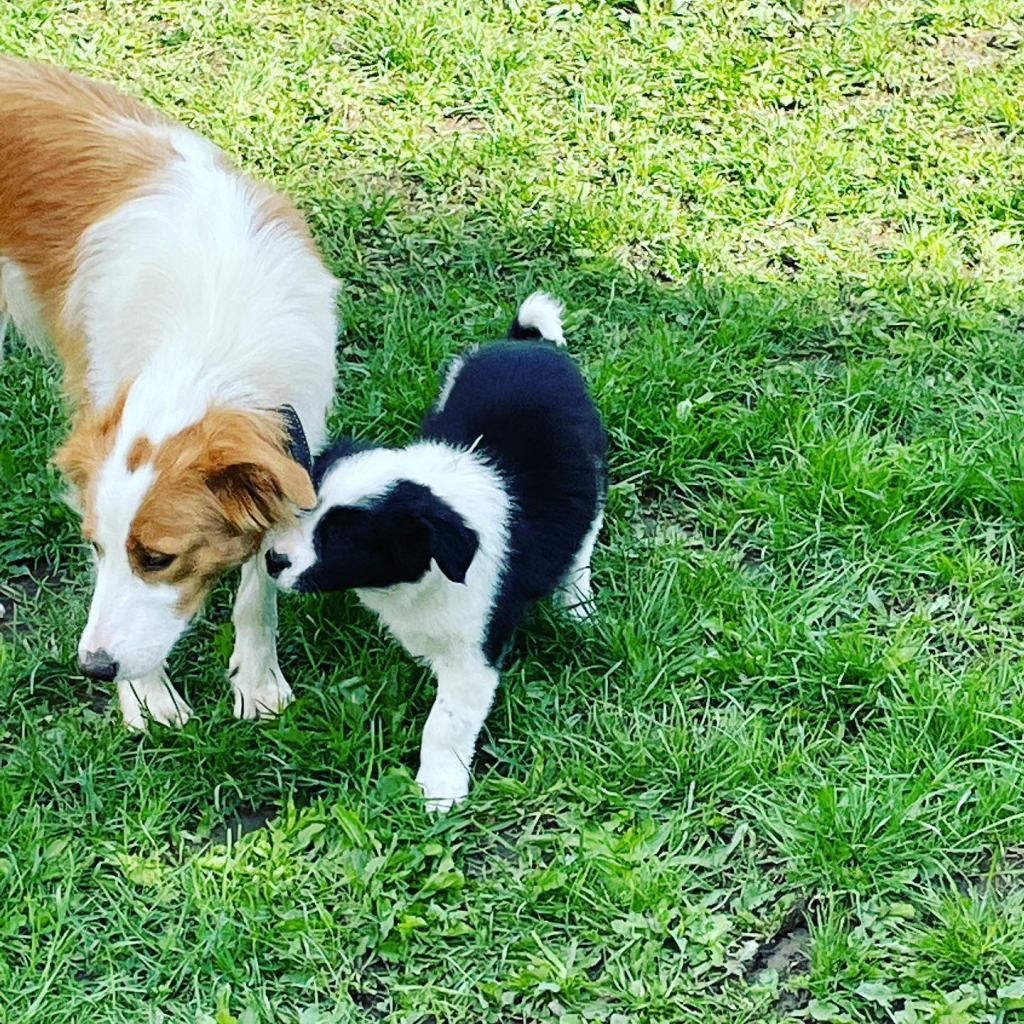 border collie joueur