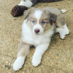 bébé border collie