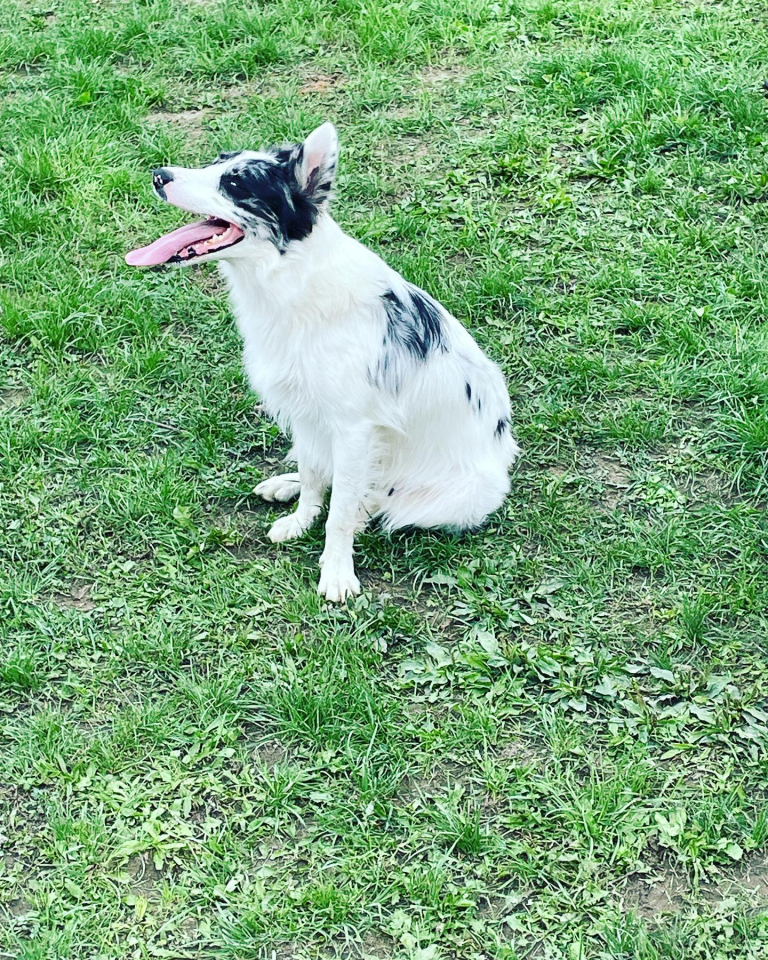 border collie heureux