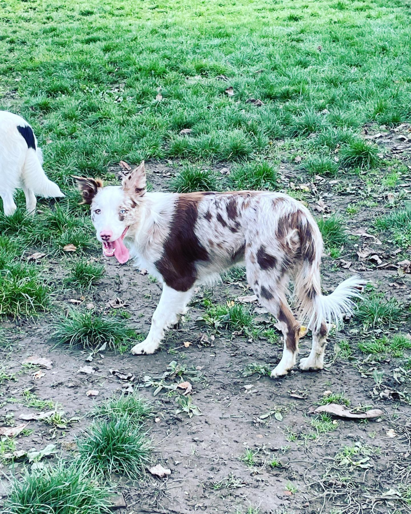 border collie dominant