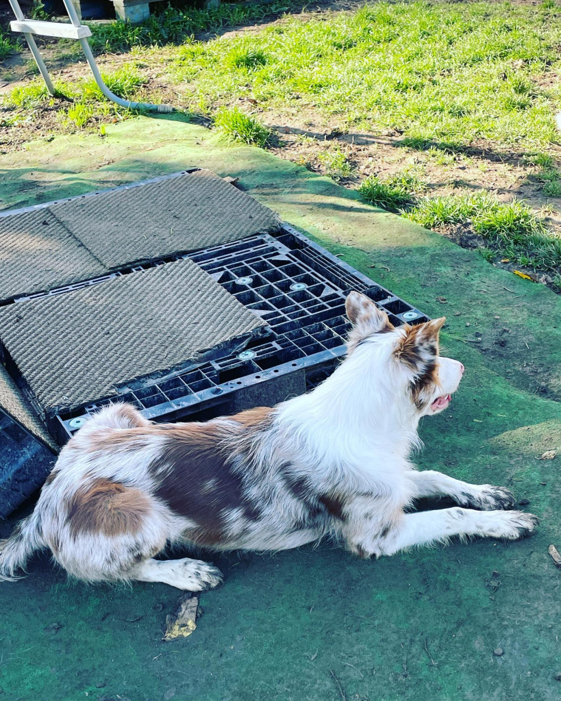 border collie surveille