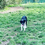 elevage border collie