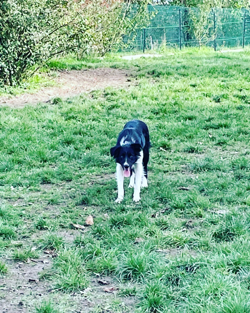 élevage border collie lorraine