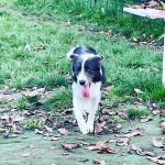 border collie dominant