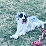 boer collie male